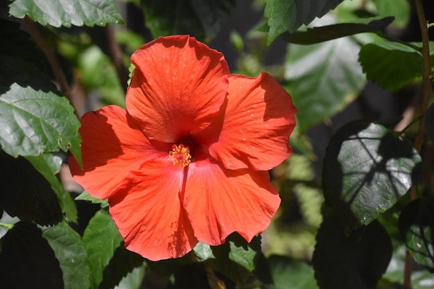 写真 庭に咲く赤いハイビスカスの花