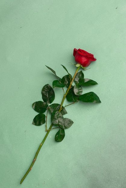 Red blooming rose on a green texture background copy space Vertical photo