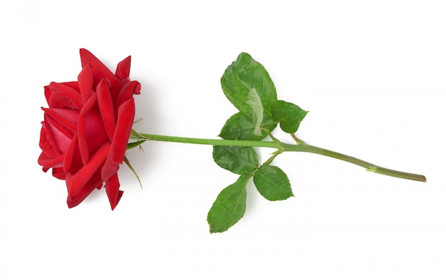 Red blooming rose isolated on white space