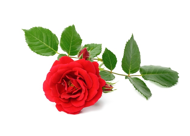 Red blooming rose with green leaves isolated on white surface, close up