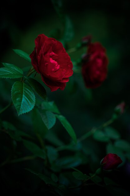 Red blooming roses in dark light garden