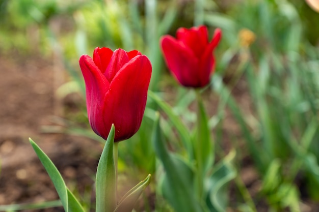 Red blooming tulip in the garden in a rainy day