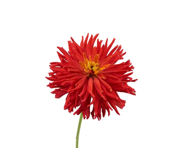 Red blooming zinnia bud isolated