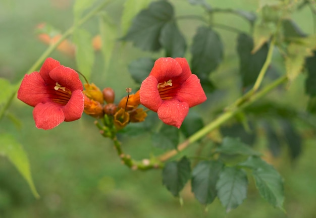 Foto fiore rosso del rampicante tromba della tromba