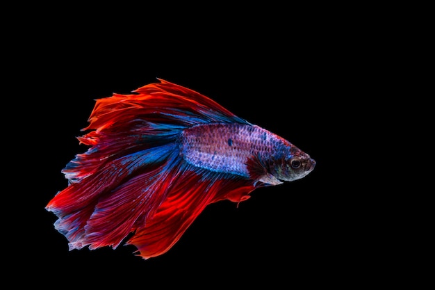 Pesce rosso e blu di betta, pesce siamese di combattimento su fondo nero