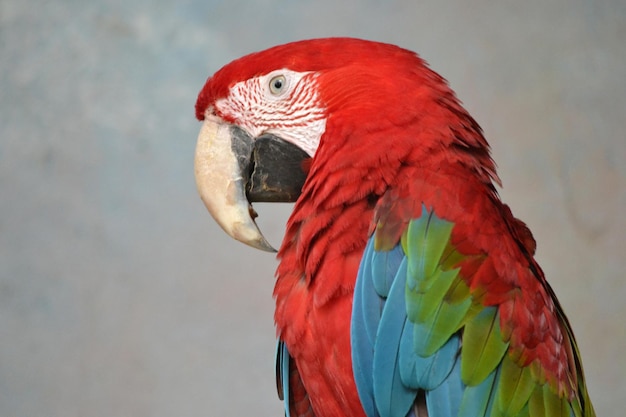 Red blue and green Scarlet Macaw parrot