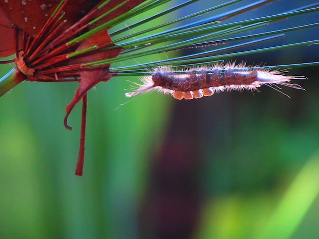 Photo a red and blue striped leaf is next to a black caterpillar.