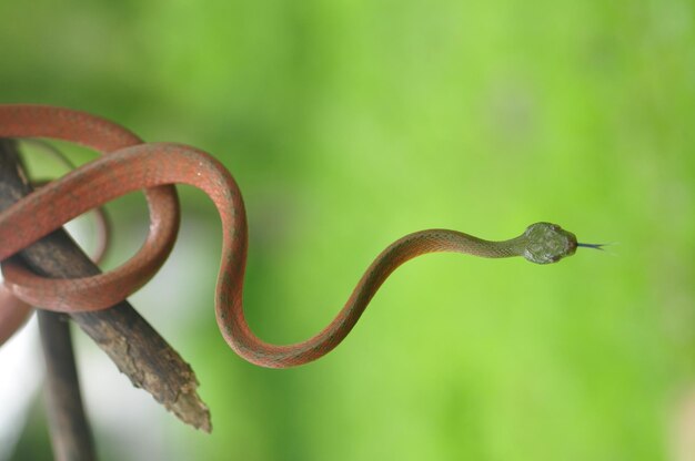 Red boiga closeup animal closeup