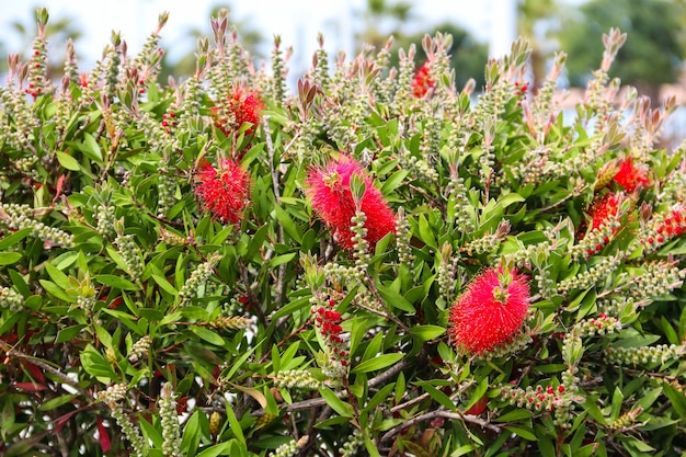 Photo red bottlebrush flowers (callistemon citrinus)