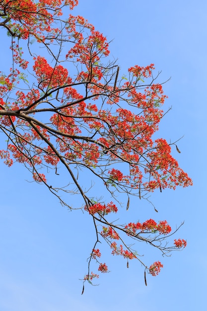 Red Bougainvillea flower on blue sky.