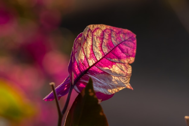 Red Bougainvillea leaf vanishing fading fade to white backlight