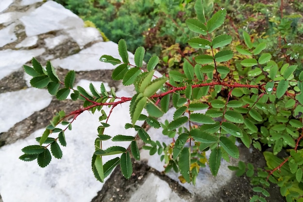 Red branch of plant with thorns and green leaves