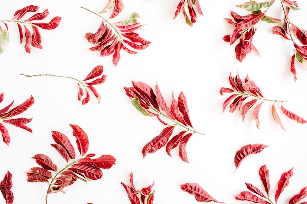 Red branches pattern on white