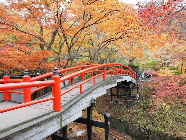 Photo red bridge over trees during autumn