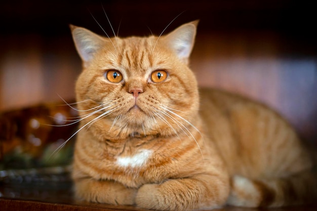 家の中で休んでいる赤いイギリスの猫の接写。