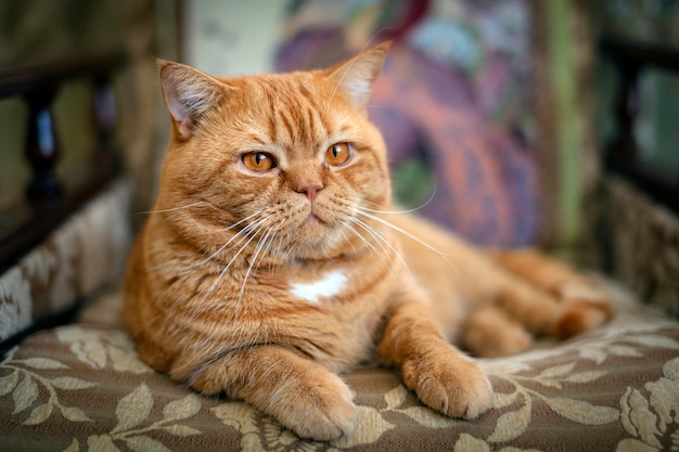 家の中で休んでいる赤いイギリスの猫の接写。