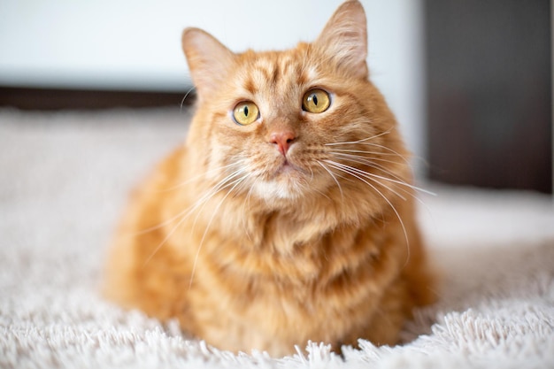 Red British cat with yellow eyes on the bed in the room at home Beautiful home pet on a beige background