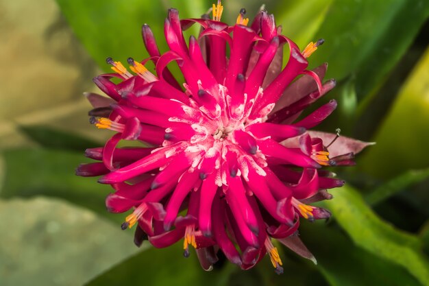 red bromelia flower blooming  