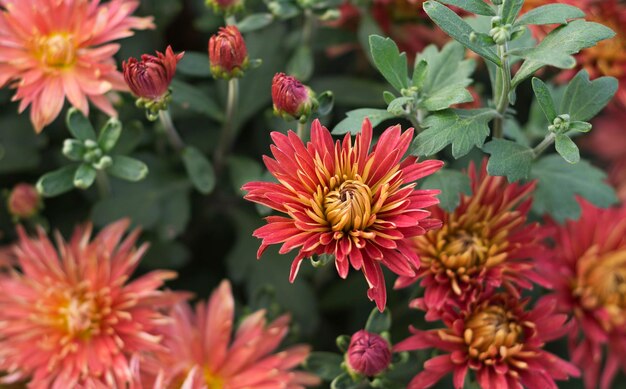 Red and brown chrysanthemum flowers in full bloom