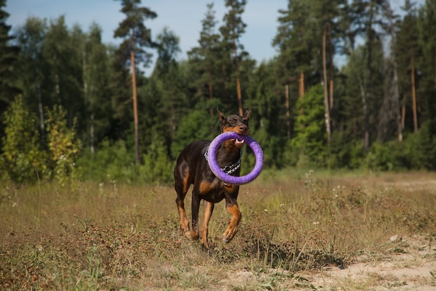 Red brown doberman dog running with puller