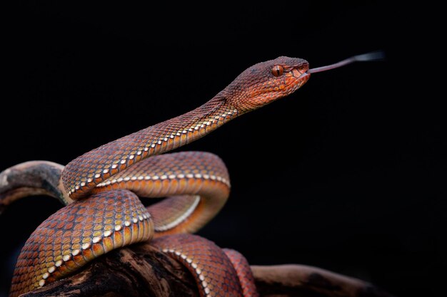 Red brown viper snake in close up and detail