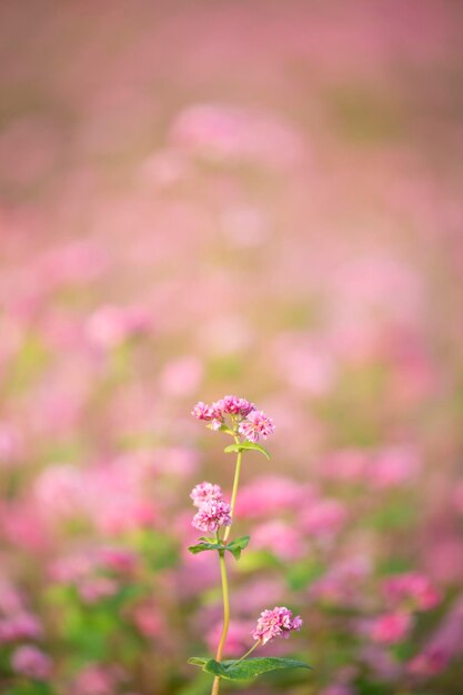 Foto fiore di grano saraceno rosso