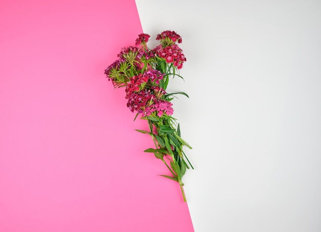 Red buds blooming Turkish carnations Dianthus barbatus