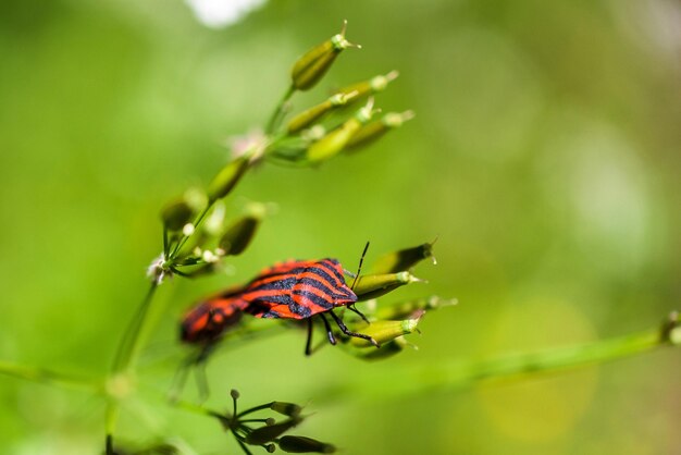 Photo red bug on plants