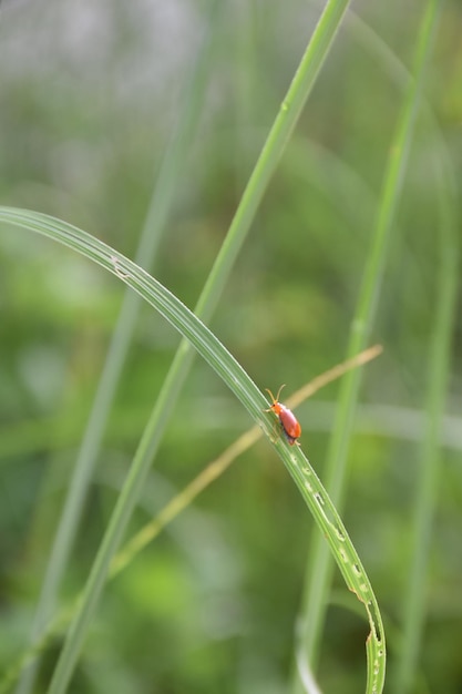 A red bug sits on a blade of grass.