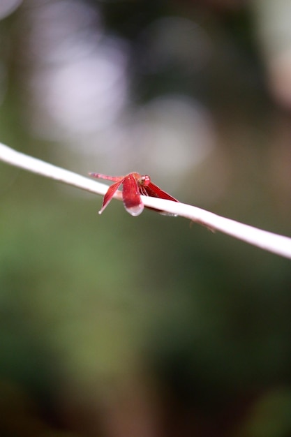 A red bug sits on a white wire.