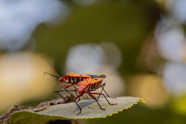 Red bugs on green leave