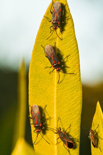 Photo red bugs (lygaeus equestris) on a plant