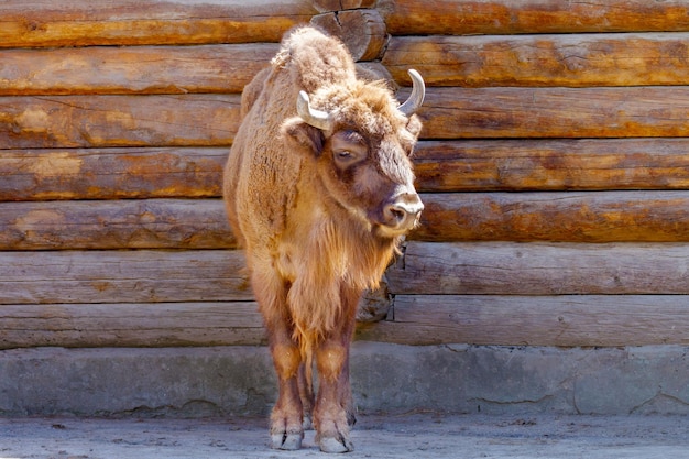 Red bull near a wooden house wall