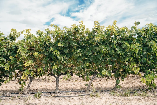 Red bunch of grapes in the vineyard, spain. High quality photo