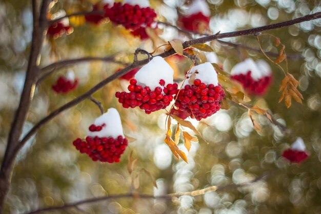 Red bunches of rowan covered with the first snow