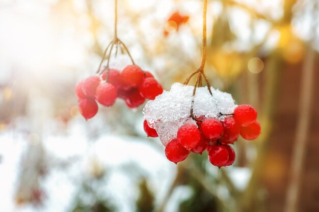 Photo red bunches of viburnum branches covered with the first winter snow bouquet of red viburnum