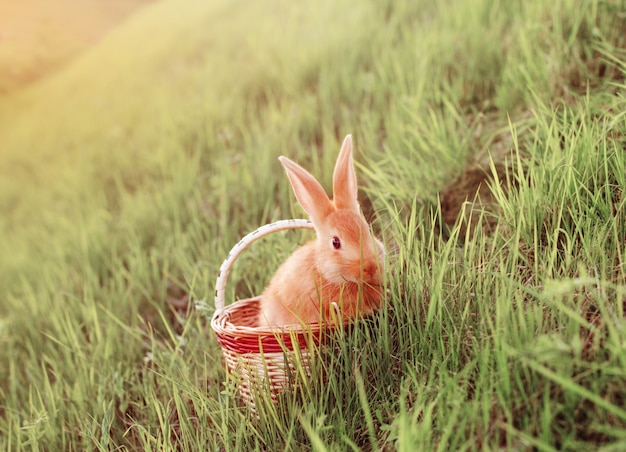 草の上のバスケットの赤いウサギ