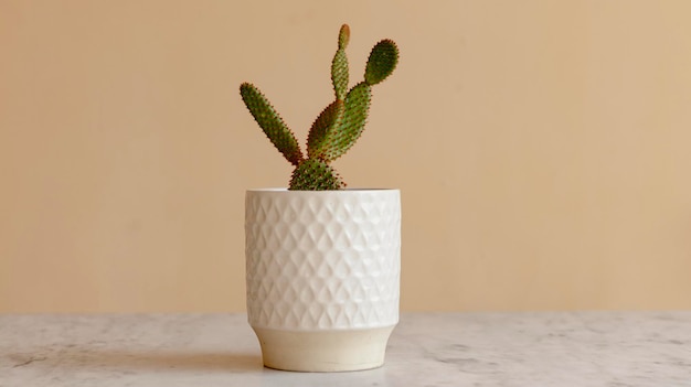 Photo red bunny ears cactus in a white pot