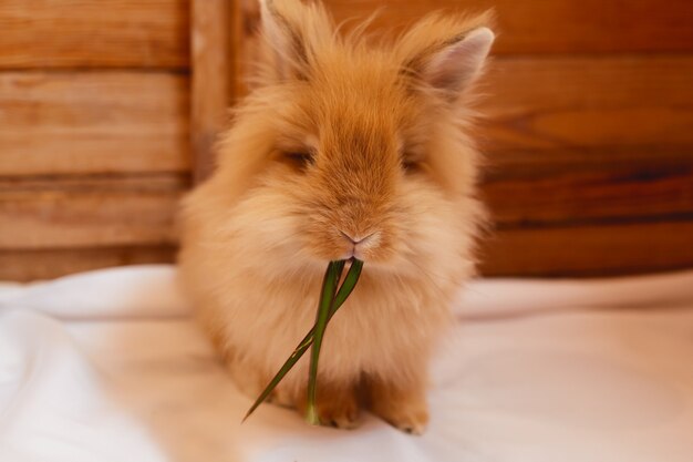 Red bunny eats a leaf