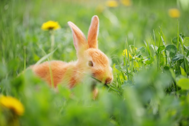 Red bunny in grass