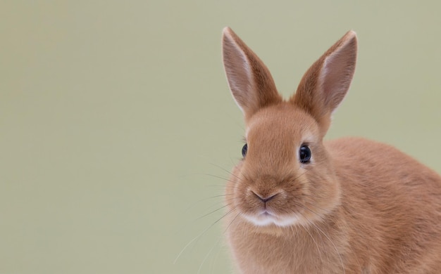 Photo red bunny rabbit portrait on background copy space