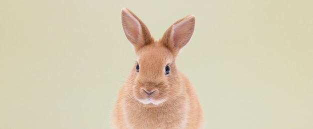 Red bunny rabbit sitting on background,isolated