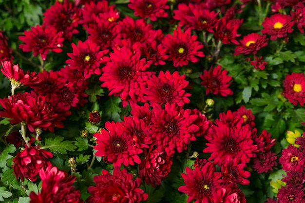 Red burgundy chrysanthemum flowers bush autumn background colorful chrysanthemum plants pattern in a...