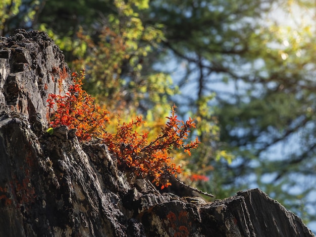 Red bush grows on rocks in sunlight Beautiful floral natural ba