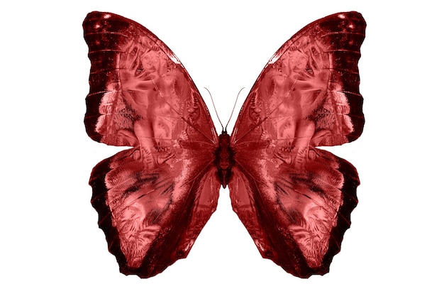 Фото Красные бабочки, изолированные на белом фоне. тропические бабочки. насекомые для дизайна. акварельные краски