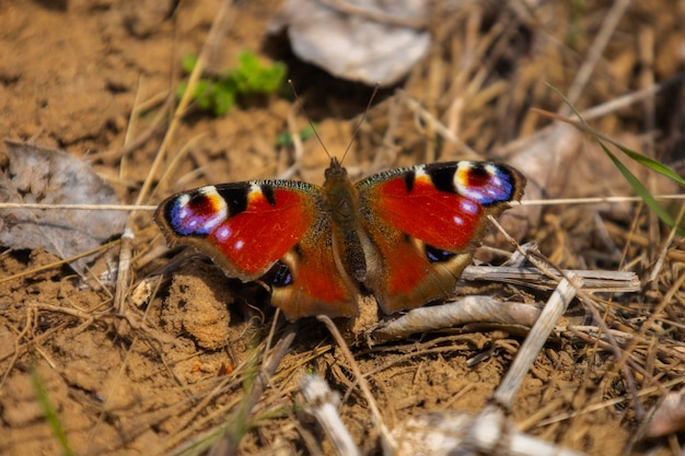 Red butterfly on the ground