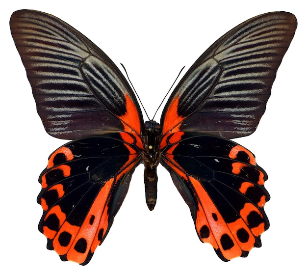 赤い蝶アゲハ rumanzovia アートワーク、デザインの白で隔離。アゲハチョウ科。鱗翅目。