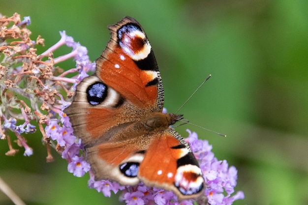 Red butterfly on pink flower in medicinal garden in summer