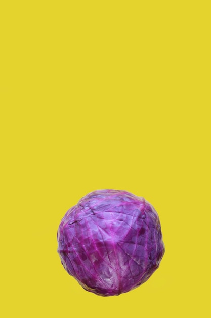 Red cabbage against yellow background