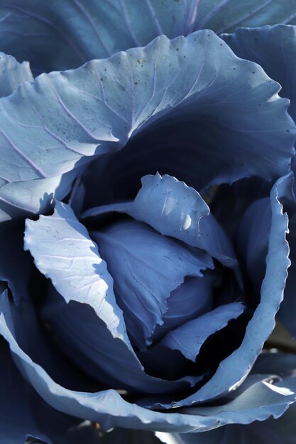 Red cabbage in garden close up